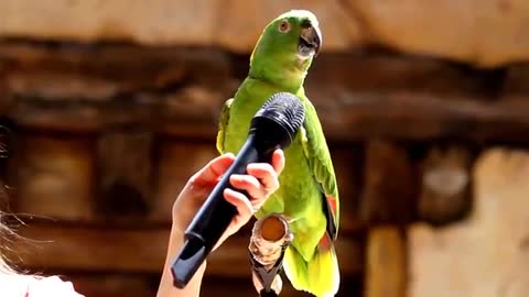smart and clever parrots