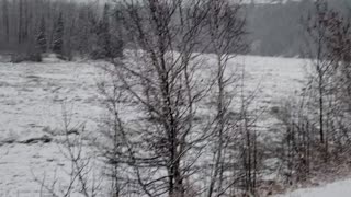 Pack of Coyotes on Moving Ice