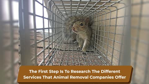 Animal Removal Services Near Me