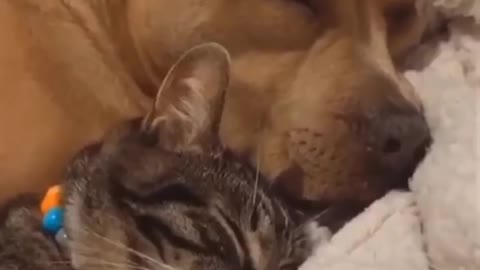 Funny dog cat