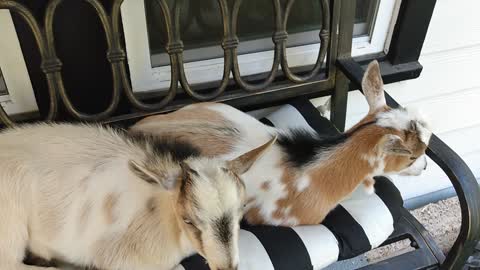 Relaxation goats