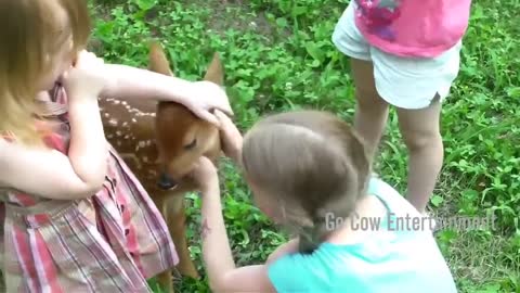 Cute baby deer with children