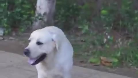 Smart dog saved a blind man