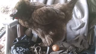 Blue lays an egg for me.