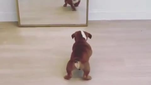 The puppy was startled by himself in the mirror
