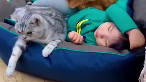 Funny video cat dog and baby