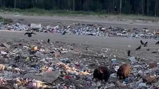 Hungry Black Bears Pick Through Landfill