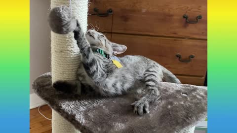 Cute Kitty Playing (Cuteness Overload)