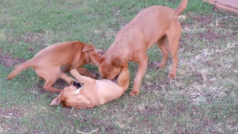 A dog caresses the children fierce foreplay😟🤦🏻‍♂️