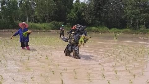 Predator Finds Harvesting Rice More Difficult than Harvesting Humans