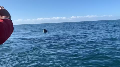 Whales Spotted in Open Water