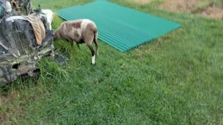 Sheep gets scared in the morning