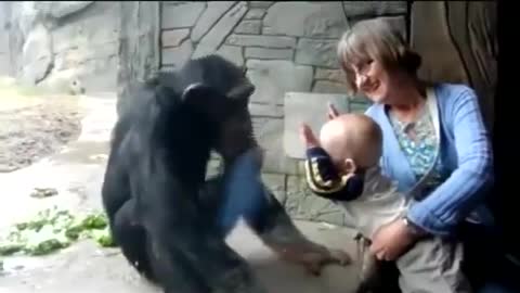 Incredible funny baby playing with gorilla