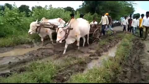 दावरवाडी तांडा येथे रस्त्याअभावी मृतदेह गाडीबैलातून....