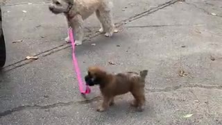 Hilarious! New Puppy Wants To Show You Whos The Boss So Cute!