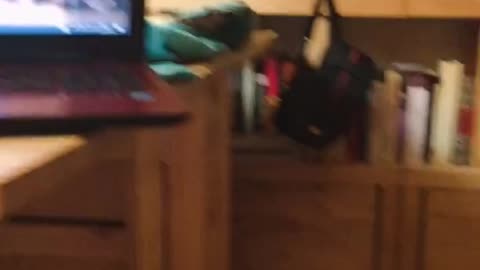 Cat Rolling On Top Of Laptop Ends In Epic Fail