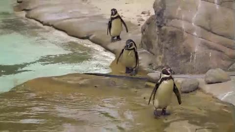 Pinguins Antártico Jardim Zoológico Pássaro Aquático