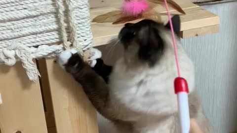 Cat plays bell toy