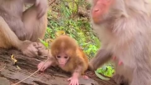 Mother monkey and Newborn Baby monkey