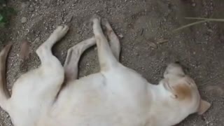 When a baby elephant tries to wake up Dog