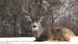 Forest Wildlife ,Animals That Call The Forest Home, Scenic Relaxation