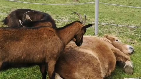 Goats Help Strip Pony's Winter Fur