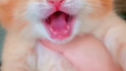 A kitten that is making a lot of noise