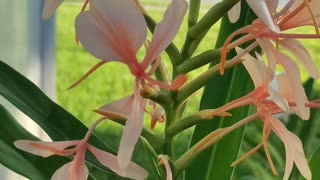 Hedychium Tai pink ginger