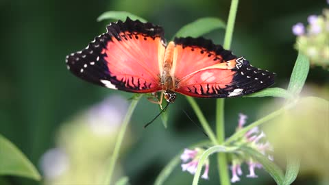 Butterfly Flower Nectar Pollen Insect Summer
