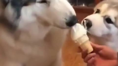 Cute puppies love ice cream