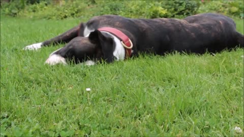 Cute black dog sleeping in the garden🐶🐕🥰