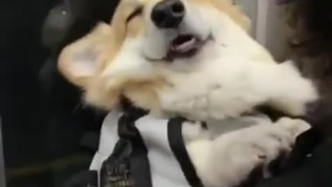 Dog Falls Asleep While Riding The Train.