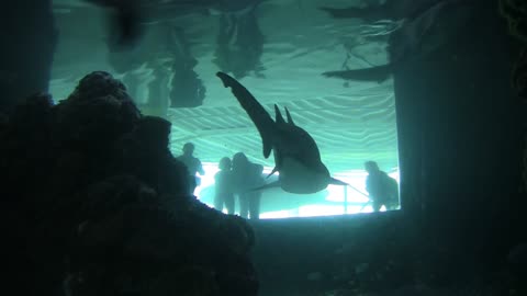 Shark inside an aquarium