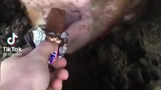 Cute Pig Eats A Snicker