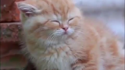 Baby Cats - Cute and Funny Cat Videos Compilation #34 | Aww Animals