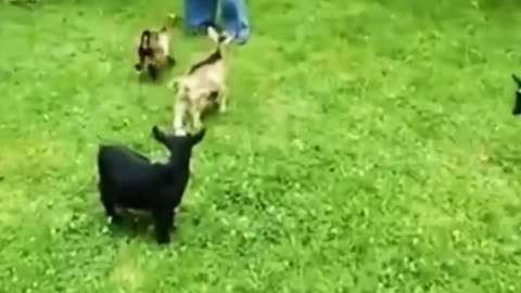 Jumping lambs