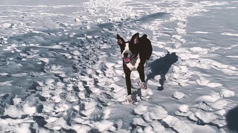 Joey the Dog running