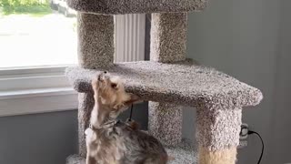 Dog And Cat Playfully Tussle On Tower