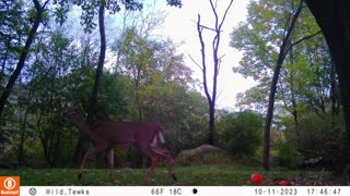 Deer on our property, dawn & dusk