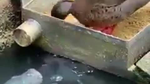 The duck gives food to the fish