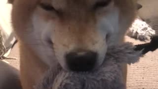 Shiba Inu Stoked Over Stuffed Animal