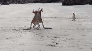 wallaby fight on the beach of cape hillsborough