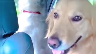 these two dogs do a chorus 😁😁😁😁