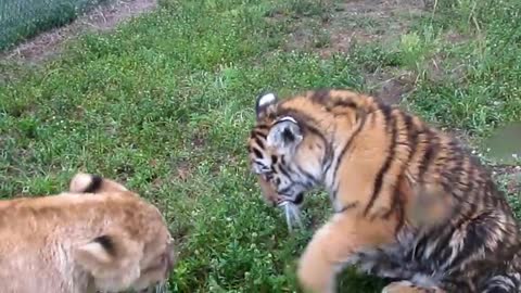 Dog And Tiger fight video #justcool