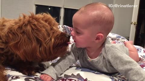 Brown dog licking baby