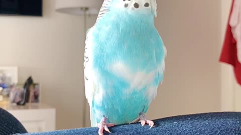 Beat Boxing Blue Budgie