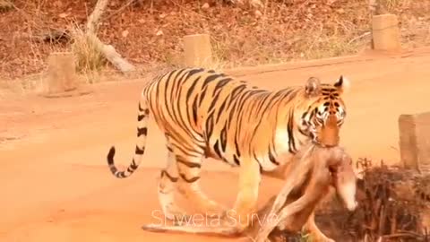 Sonam tigeress with kill
