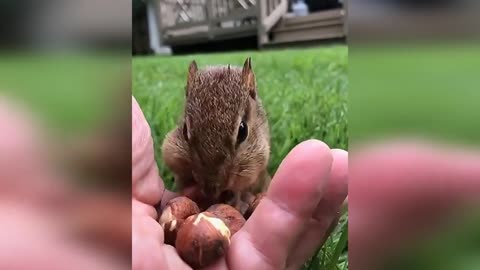cute squirrel 😍