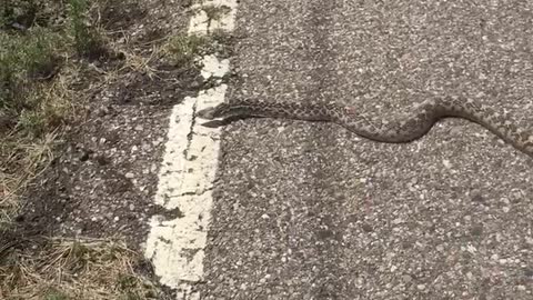 Arizona gopher snake