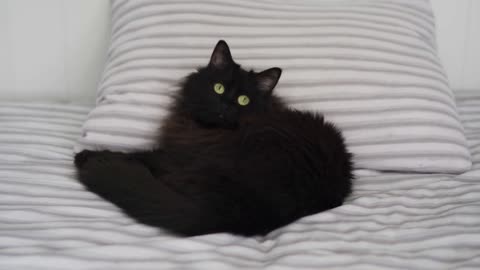 Black cat lies in bed and looks around, head on a pillow. Halloween symbol